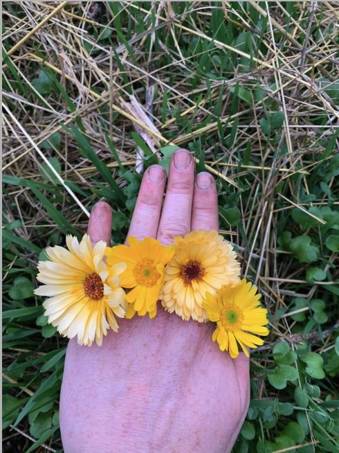 Hands holding calendula flowers from a tended garden