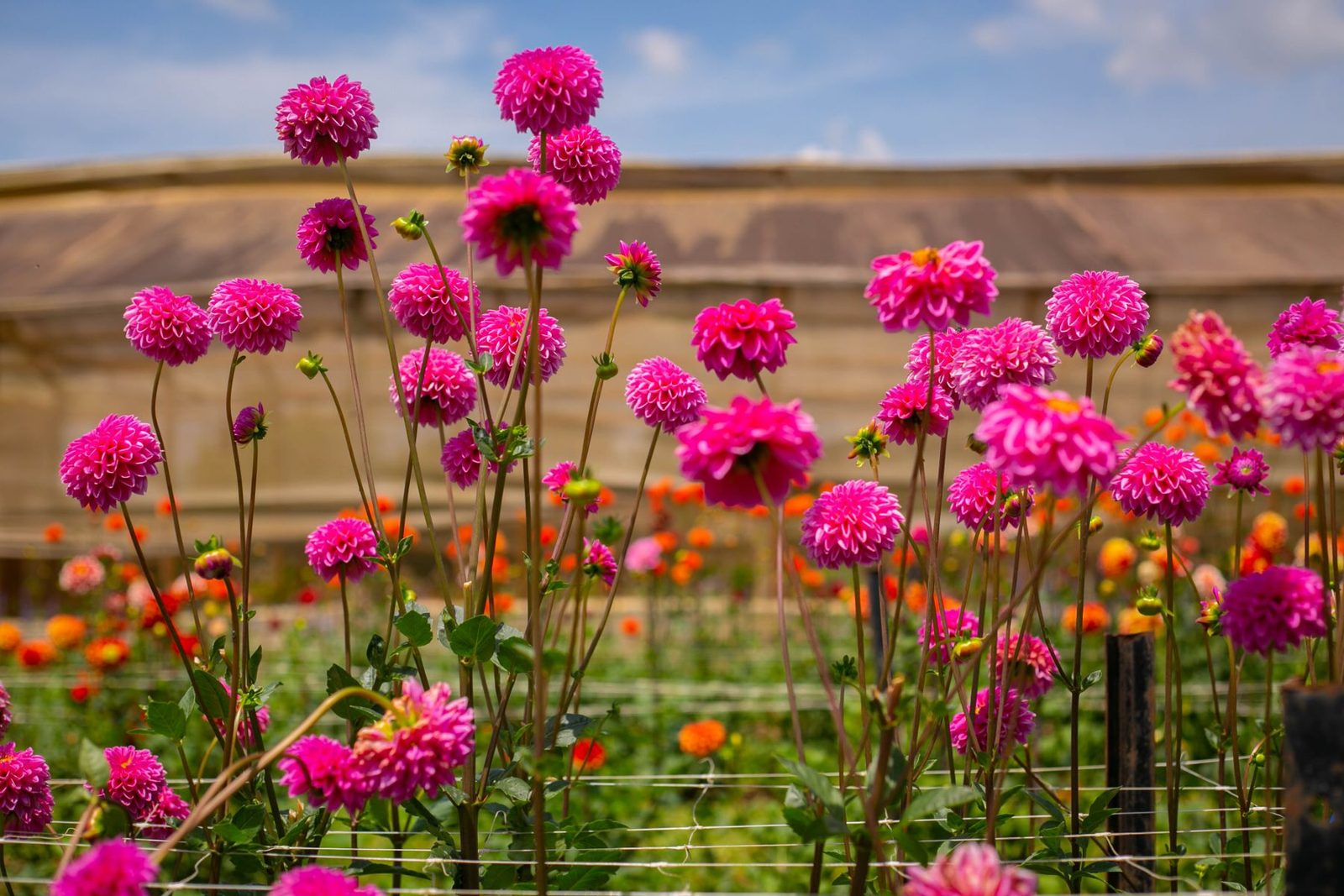 Rows of bright pink dahlias blooming in a cutting-garden field