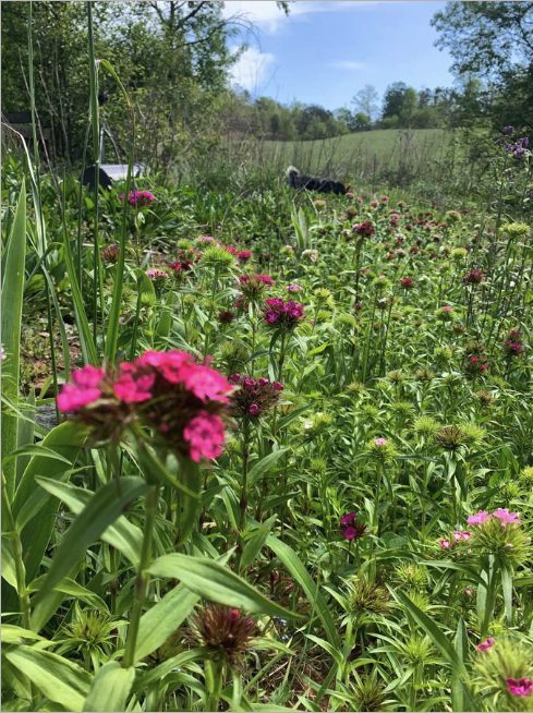 Flower field with dianthus