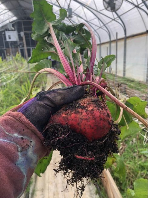 Fresh beet harvest from raised bed