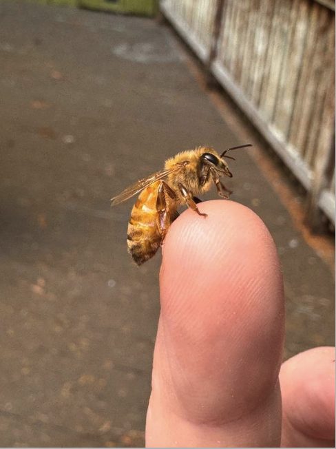 Honey bee resting on Taya's finger, gentle bee care in Humboldt County