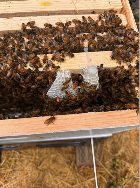Healthy honeybee hive frame, bee services by Garden Faery in Arcata