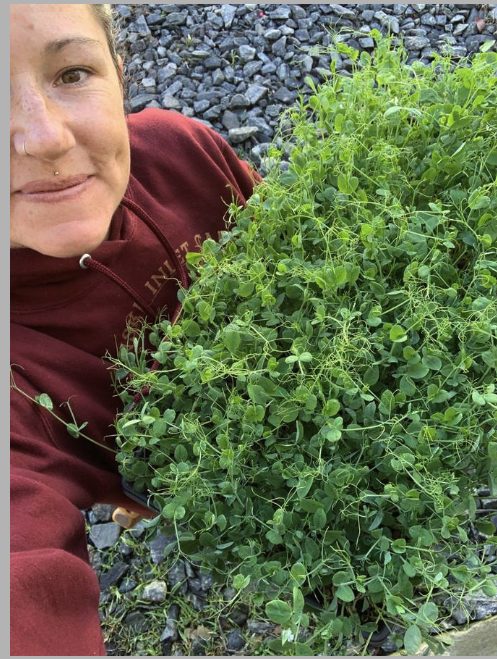 Taya with fresh microgreens trays, specialty crop production in Humboldt County